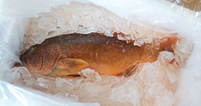 石垣土産のスジアラ(高級魚)が届いた! 