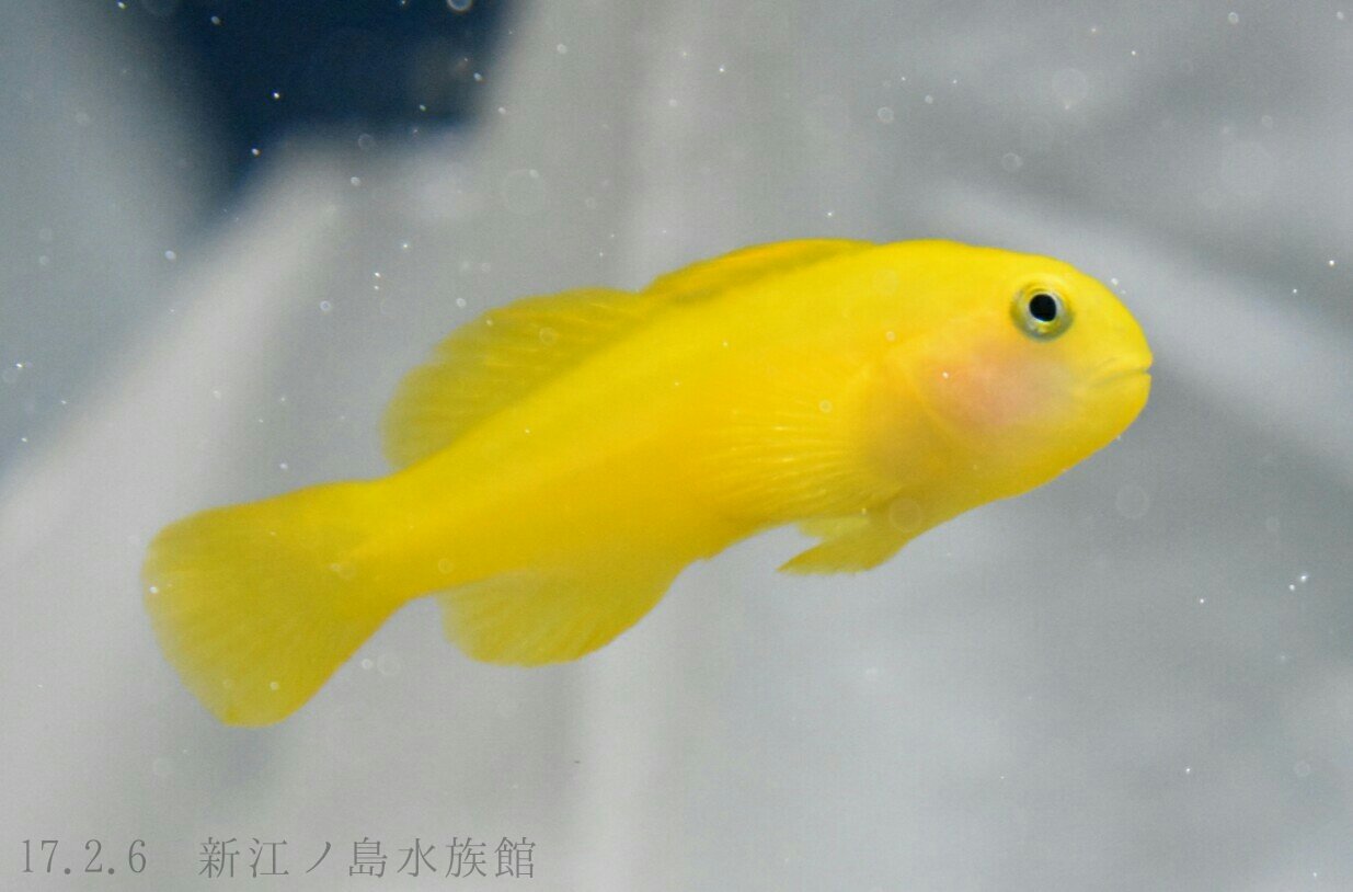 تويتر 日本の海水魚bot على تويتر キイロサンゴハゼ ハゼ科 レア度 自 水 ミドリイシ類の枝間にすむ小型のハゼ 名前の通り頬が白っぽい以外は一様に体が黄色い 体表には粘液毒があり これによって敵から身を守っている 英名はオキナワゴビー T