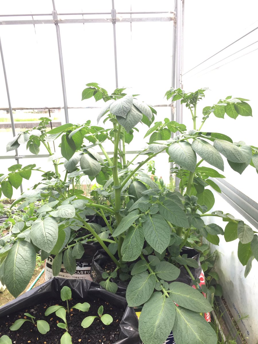 きょうのじゃがいも。
花芽発見(･ε･)? 