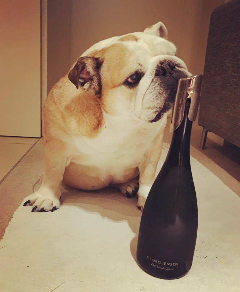 dognamedchopper's tweet photo. This morning I have Ma her card - but tonight I gave her the good stuff - bubbles! 🍾🍾🍾 https://t.co/kV8xYg8PvM
