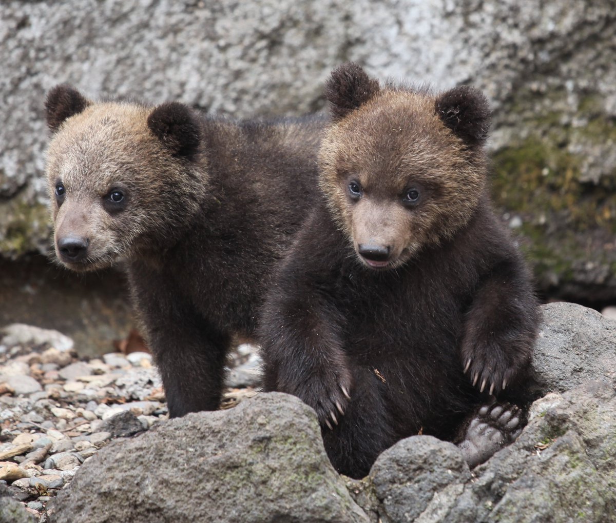 犬ジェット のぼりべつクマ牧場で子熊を撮影しました 子熊のセミナーも聞かせてもらい 楽しかったです 間違えて削除したので再アップ 子熊 クマ 熊