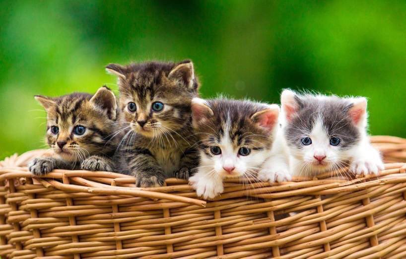 Unionwatch Wer Cdu Wahlt Mag Auch Keine Flauschigen Katzenbabys Du Magst Flauschige Katzenbabys Dann Wahle Nicht Die Cdu Tn Ltwnrw17 Ltwnrw T Co Omnqe3b2vs