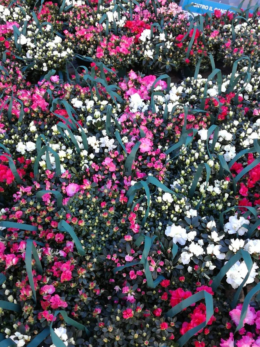 _corebee_'s tweet image. #14maggio #airc #festadellamamma