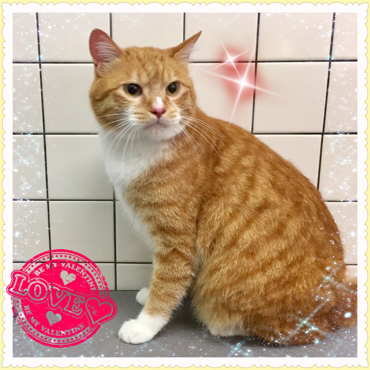 299ぱんち ミックス猫の男の子あか君 初めてのシャンプーでしたがとってもお利口さんでしたヽ 当店で初めて シャンプーをする猫ちゃんも多いのですが何故かみんなお利口さんです 大暴れする子がいないのはとっても助かります W T 299ぱんち ミックス猫の男の子あか君 初めてのシャンプーでしたがとってもお利口さんでしたヽ 当店で初めて シャンプーをする猫ちゃんも多いのですが何故かみんなお利口さんです 大暴れする子がいないのはとっても助かります W T