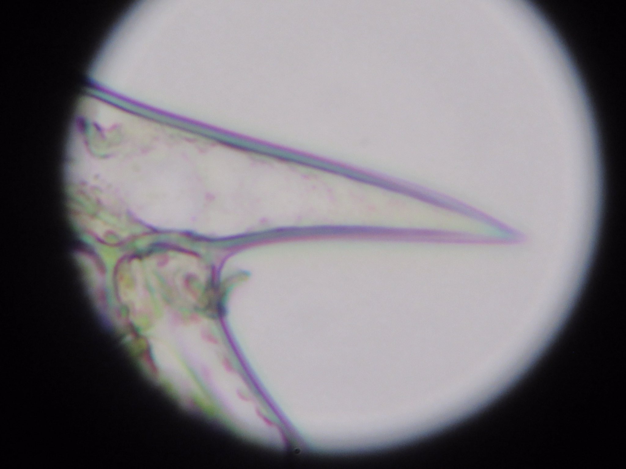 東京バイオテクノロジー専門学校 公式 在 Twitter 上 1年生の実習で観察した細胞の紹介です 写真のこれは何でしょう オオカナダモ の葉の棘細胞です 同じ葉の中にも形の異なる細胞があるんです 1年生は 微生物や動物細胞を観察する実習もあって 違いの
