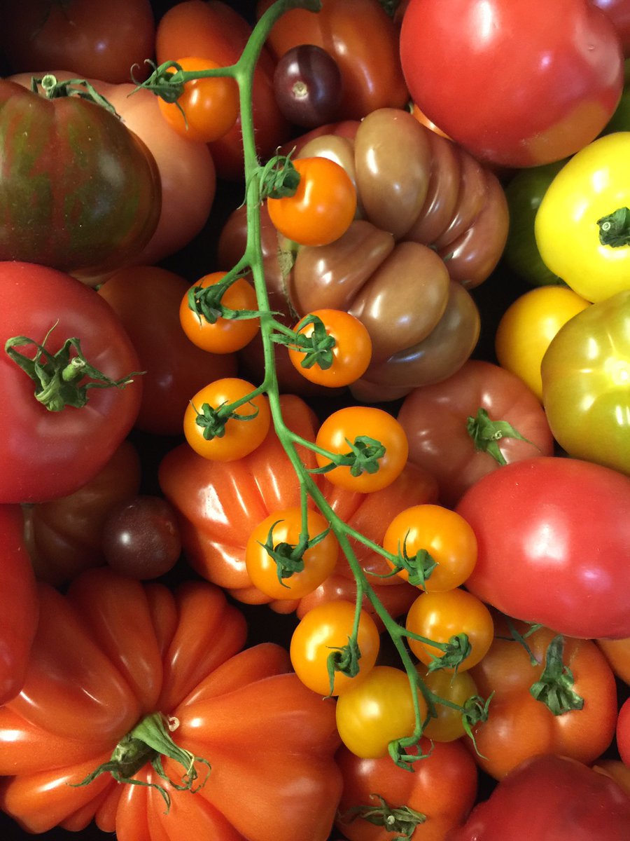 afoxinexton's tweet photo. Look at these beauties...pairing with rocket pesto and mozzarella on today's menu #nofilter #heritagetomato #sundaylunch https://t.co/azRetkkjHx