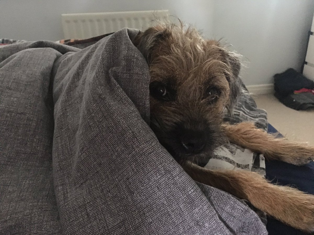 BorderTeddyer's tweet photo. 5 more minutes pleeeeeease..... 😴😴😴☺️☺️☺️ https://t.co/U4GICFL9I1