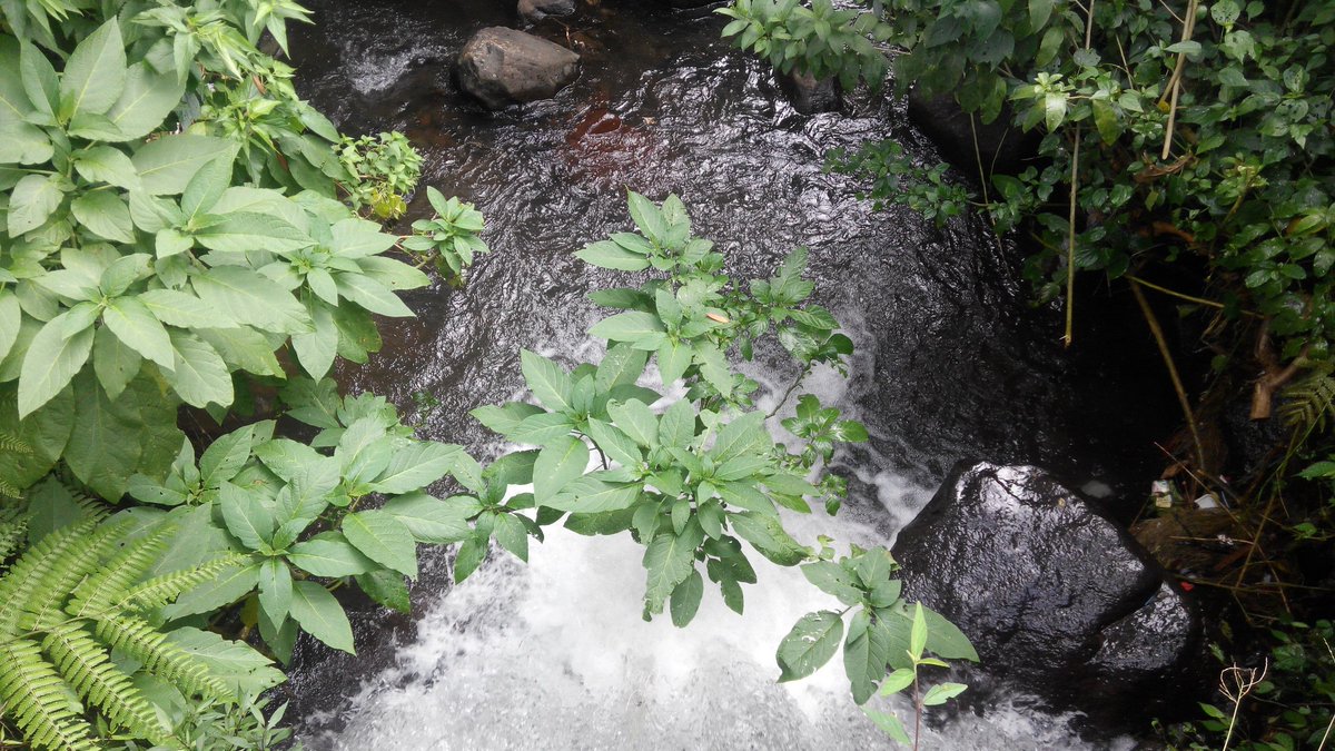 .<a href="/tjiliwoeng/">#LaskarKarung</a> <a href="/ciliwungnatpark/">Ciliwung Institute</a> <a href="/dinassda_jabar/">Dinas SDA Jabar</a> @bebassampah2020 <a href="/recyclebank_ID/">#recyclebankID</a> @bpsdacilcis @Trashbagcomm <a href="/AyoBogor/">Bogor Harus Maju</a> <a href="/BPBDJakarta/">BPBD DKI JAKARTA</a> @BogorNgariung Beuhhh... Bening walau tak sempurna. Karena sampah di sini sundah banyak.