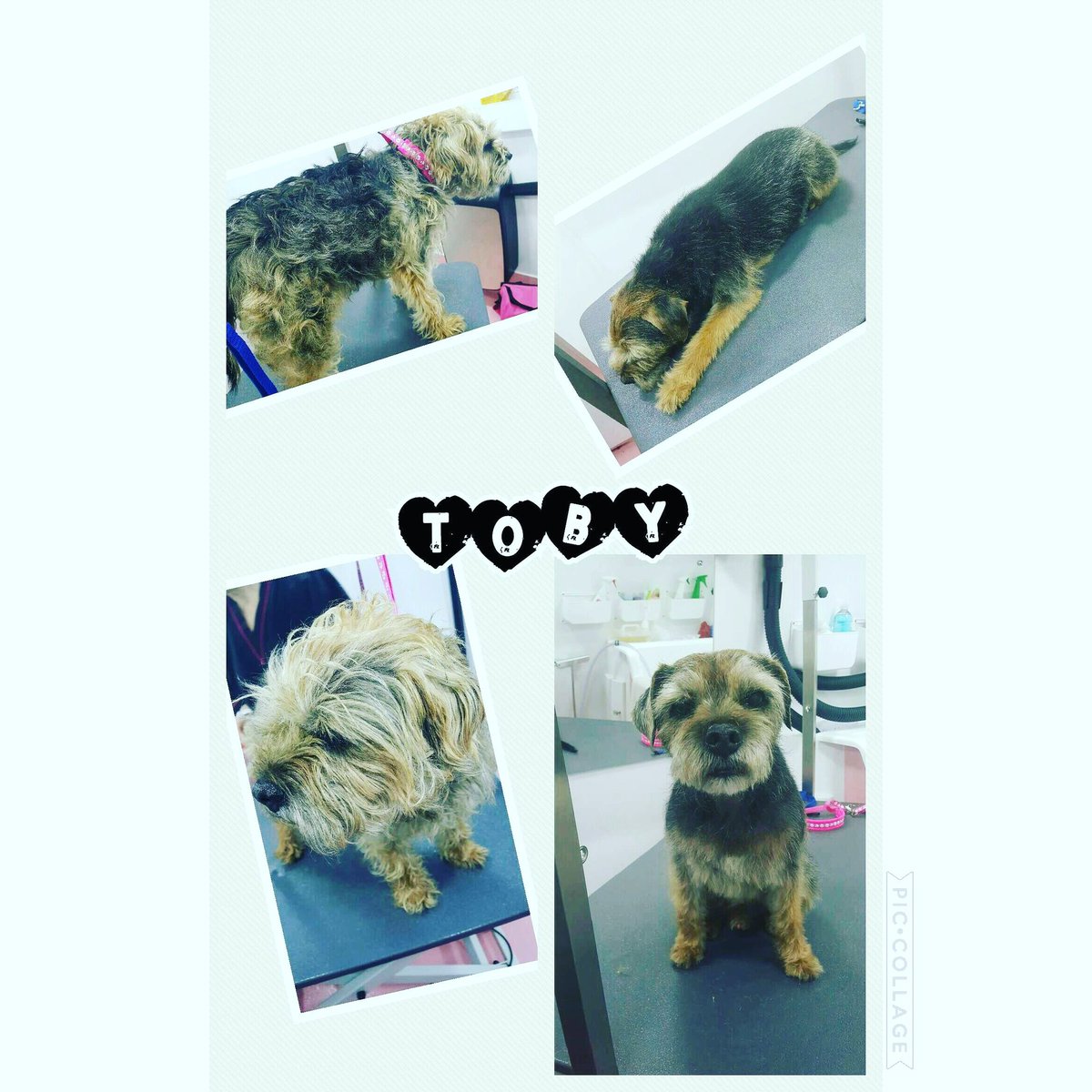 BiscutsDG's tweet photo. First hand strip of a Border Terrier. What a wee angel. https://t.co/WfSRhnO7gE