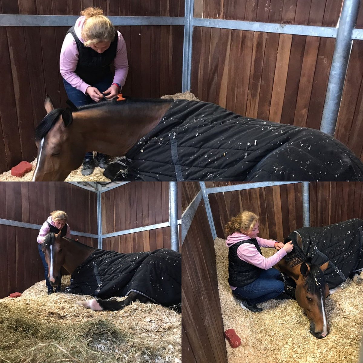 VP Equestrian Center tweet media