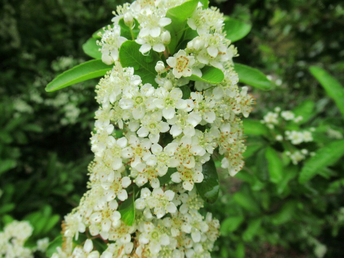 白い花が咲く木 庭木図鑑 植木ペディア