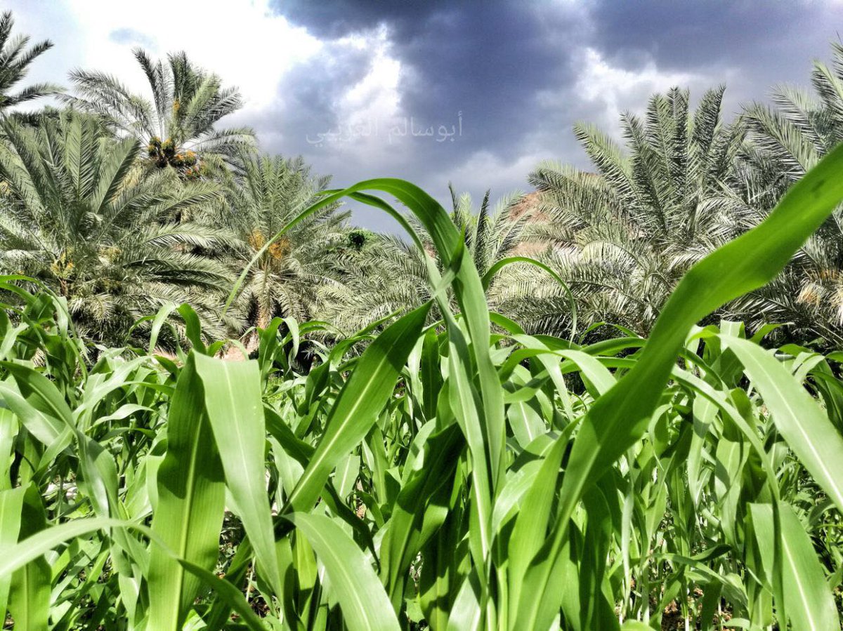 ما أطيبك وما أجملك من بلد!!
#حيل_بني_غريب
#عبري