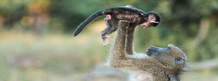 SANParks's tweet photo. Happy #MothersDay
From us as #SANParks 
📷 Mariana de Klerk https://t.co/dnlphyf4EZ