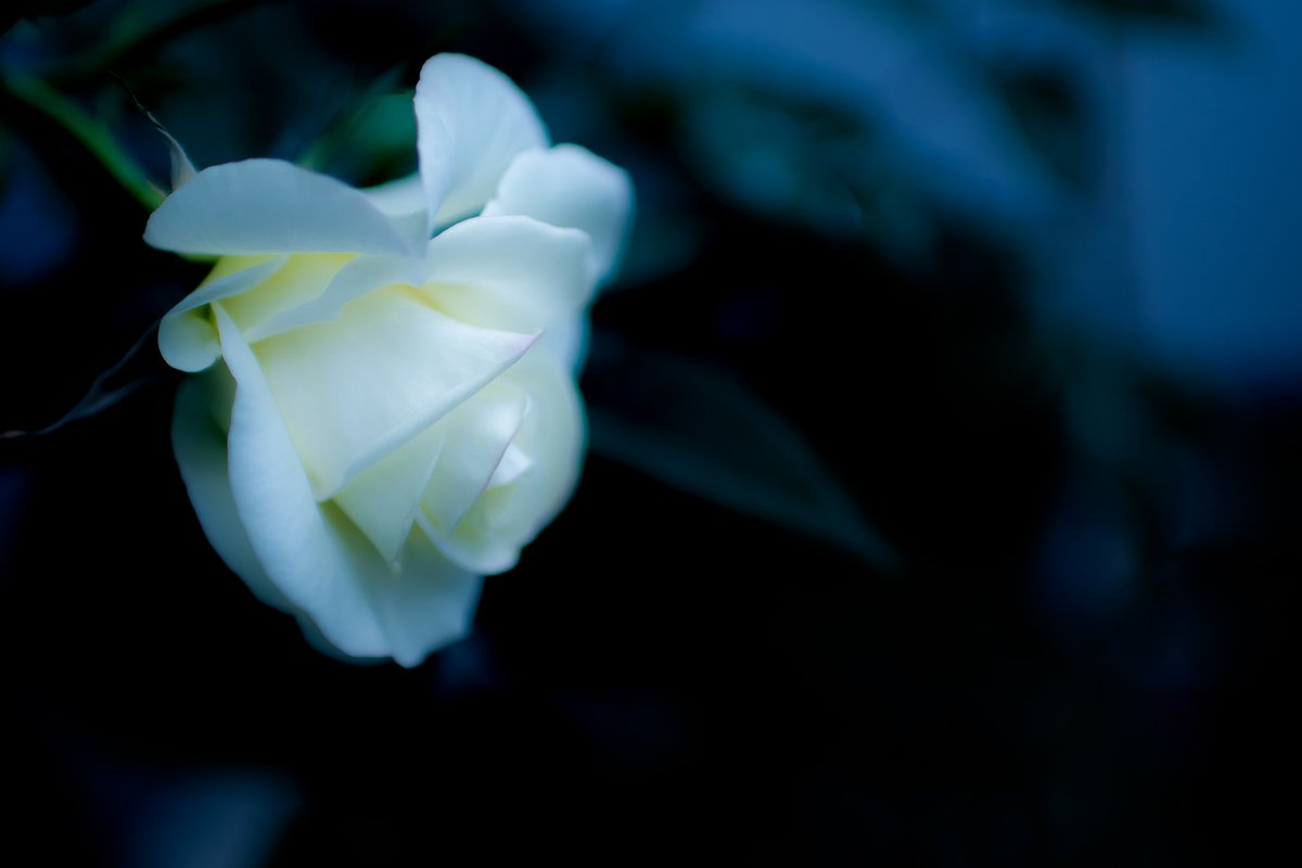 44_ryuji's tweet photo. うちのベランダにも薔薇が咲いてくれました。
　#ファインダー越しの私の世界
　#写真撮ってる人と繋がりたい https://t.co/gv0QwE3mIM