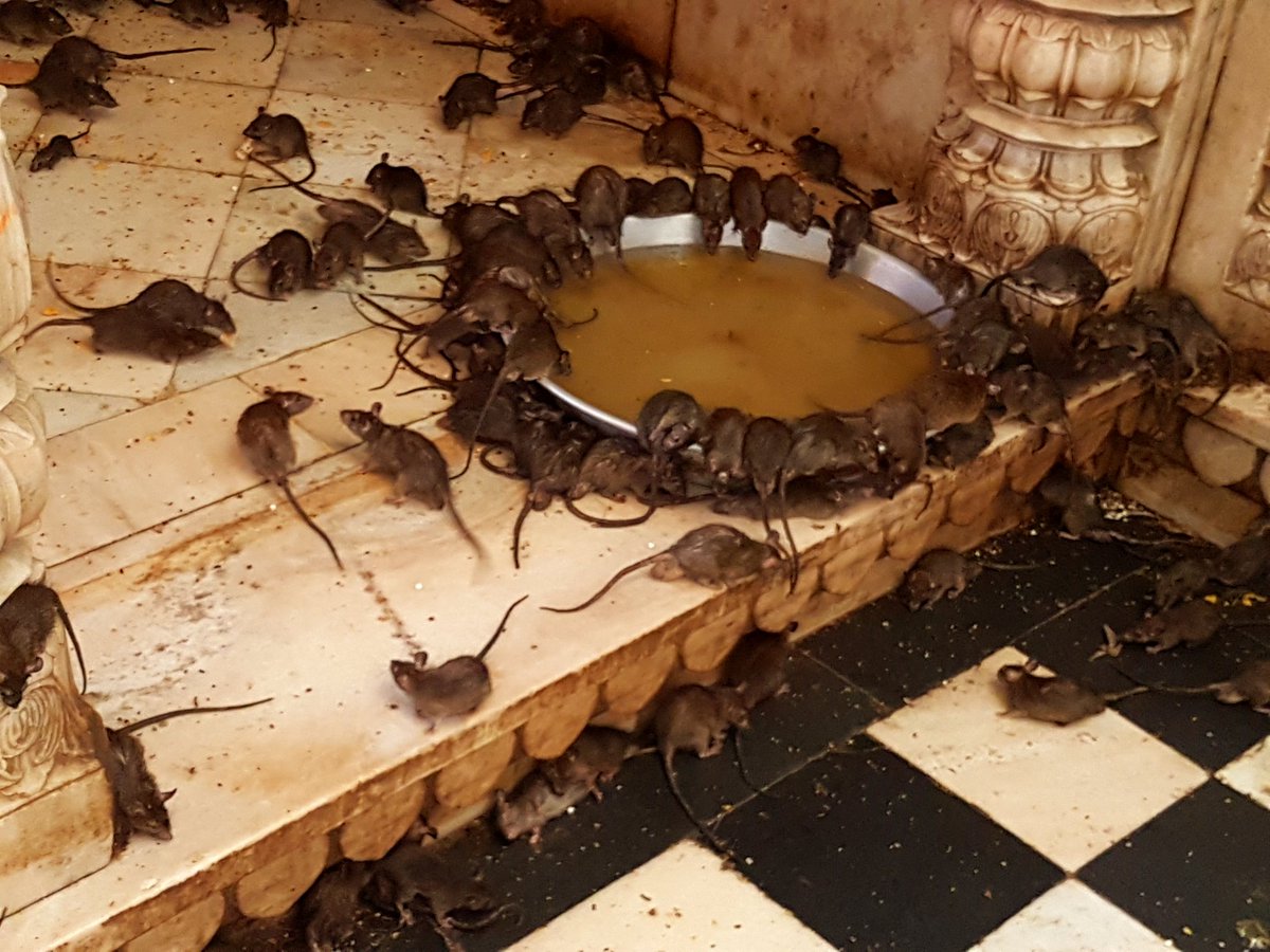 Tanmay_31's tweet photo. @deshnok #onlytemple with rats and a place where there is no #mahamari throgh any animals from ladt 150 years https://t.co/GxU15itjEH