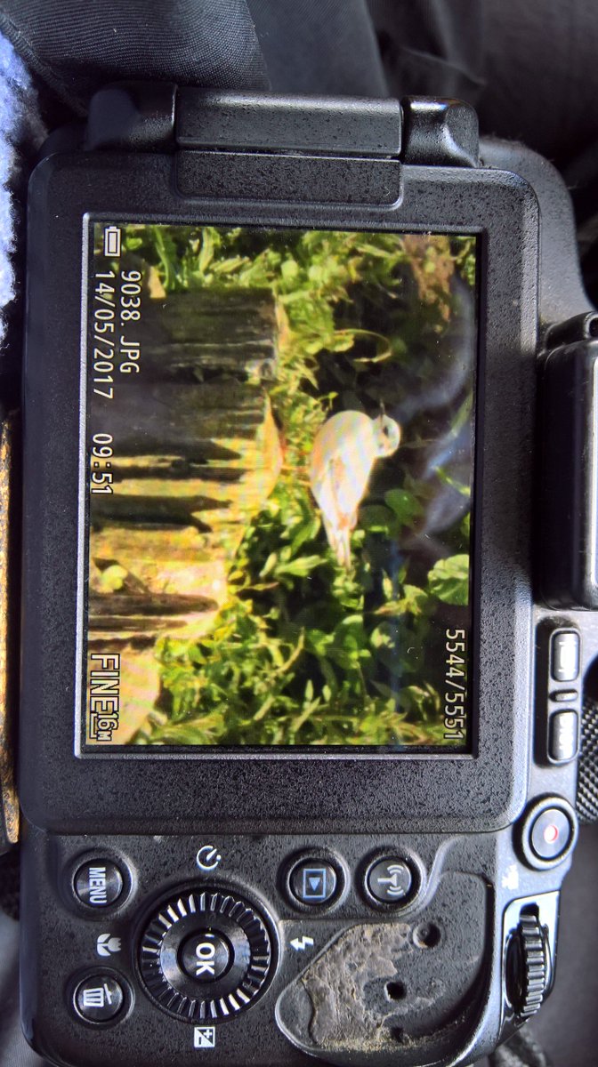 #WyverlaneNR @DerwentBirder @DanielCMartin1 @DerbysWildlife @dos #LittleGull #patchgold #Boom!