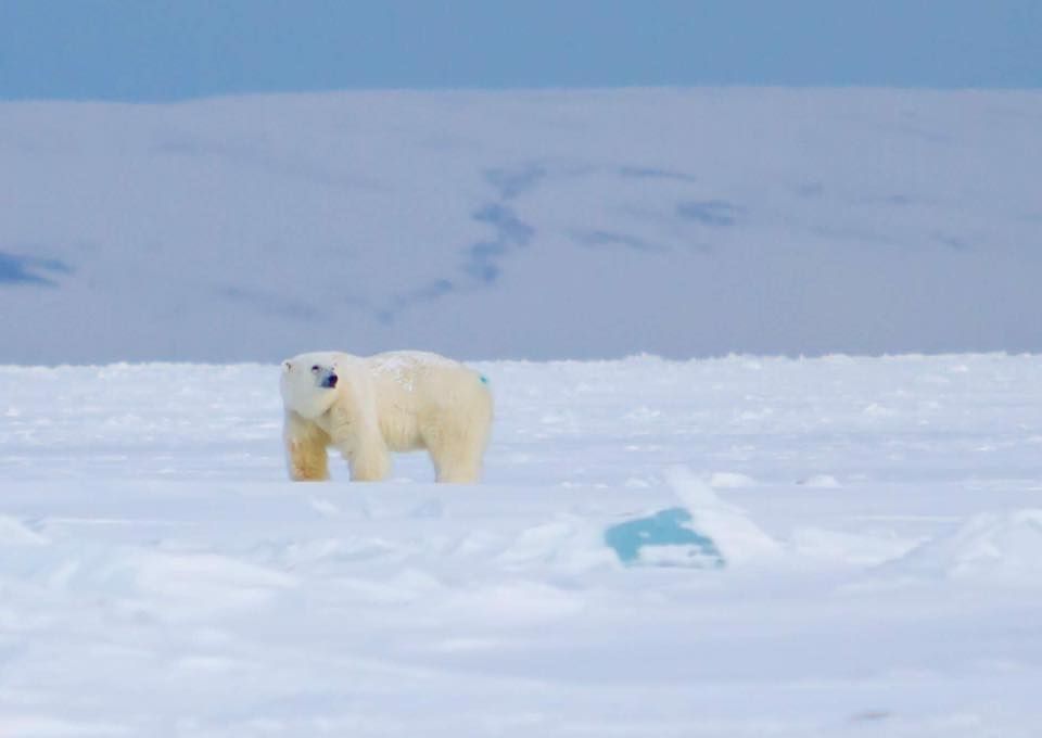 Seeing a Polar Bear in the wild in the Arctic was an insane experience! buff.ly/2q6iJPN