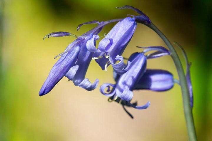 Whether rain or shine, the Garden's a wonderful place to come for a wander, with plenty of open countryside and indoor areas! #GardenOfWales