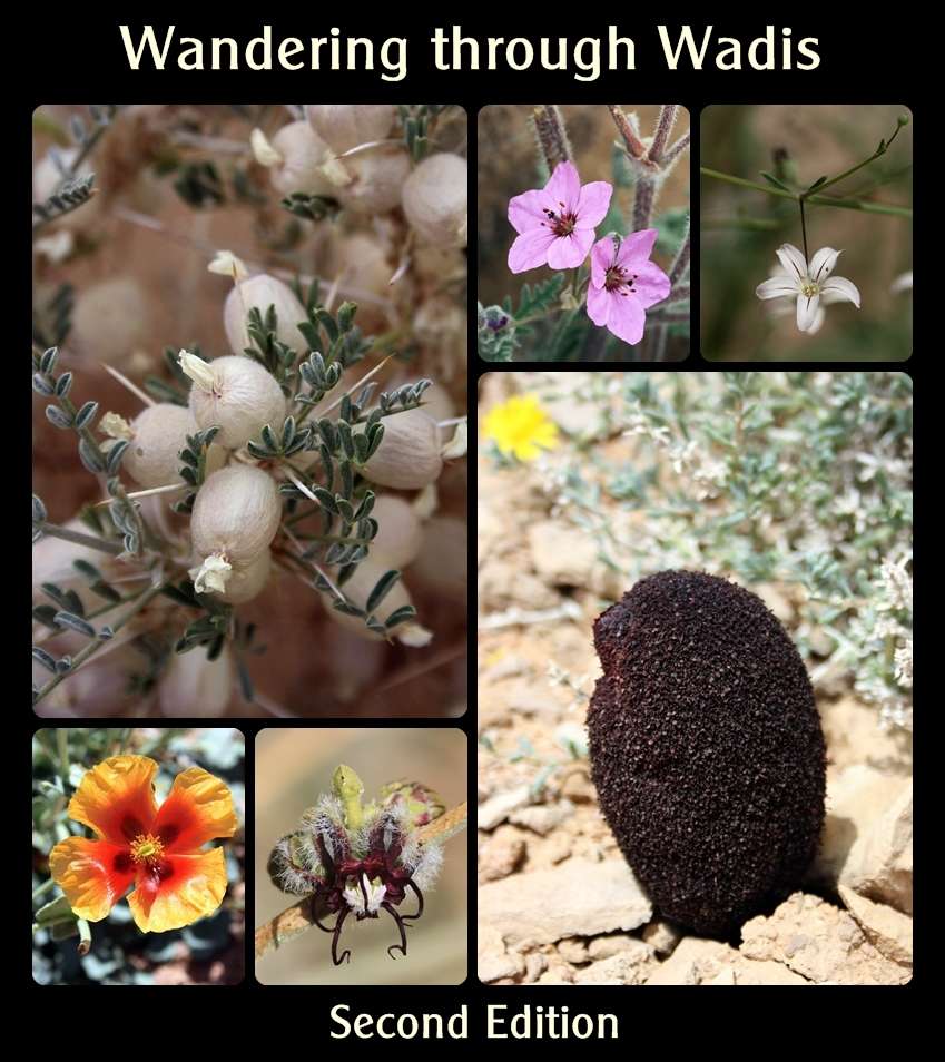 WadiWandering's tweet photo. Just a few of the more than 35 new species added to the second edition. Get your FREE sample ebook: https://t.co/rMW4fSzM5E #sinai #nature https://t.co/pJdhRuVNNO
