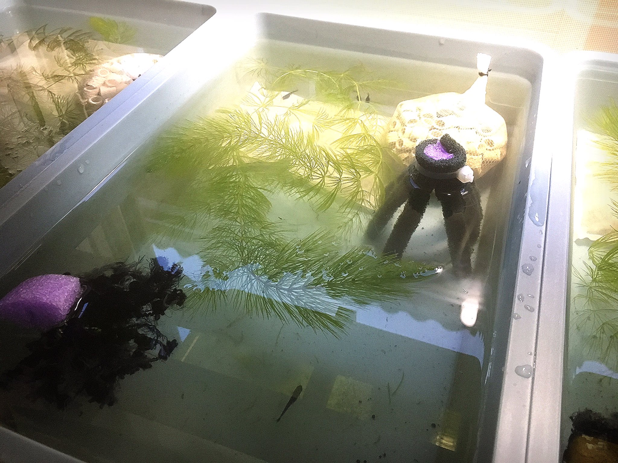 ひろ Aqua Life ソイルが入ってた種親水槽をベアタンクにした 水質を維持の濾過リングと牡蠣殻 産卵床としてスポンジ 毛糸 水草の 3種類を入れて完了 これで卵の回収が楽になるかな ひろ Aqua Life ソイルが入ってた種親水槽をベアタンクにした 水質を維持の濾過リングと牡蠣殻 産卵床としてスポンジ 毛糸 水草の 3種類を入れて完了 これで卵の回収が楽になるかな