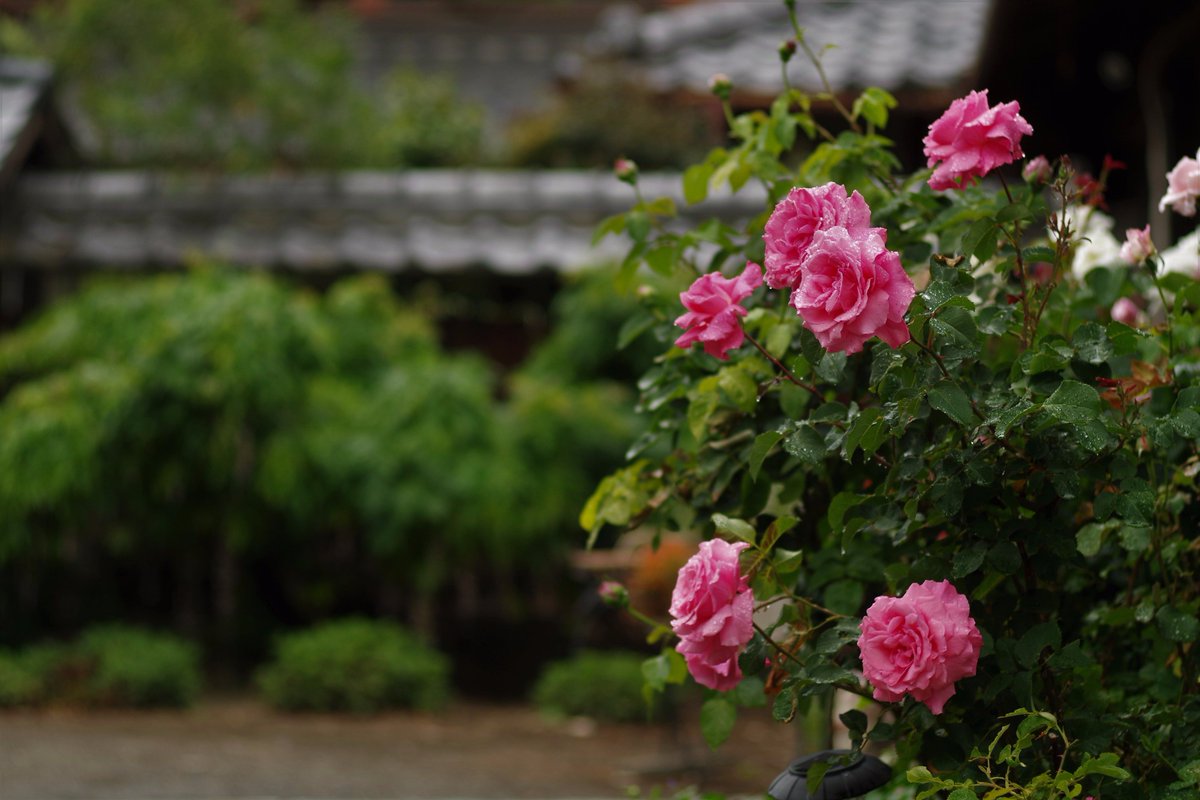 アイバ薔薇園 A Rose In The Rain 薔薇 バラ ばら Rose Garden Flower ガーデン ガーデニング 相場バラ園 センチメンタル 群馬 太田 太田市 アイバ薔薇園 A Rose In The Rain 薔薇 バラ ばら Rose Garden Flower ガーデン ガーデニング 相場バラ園 センチメンタル 群馬 太田 太田市