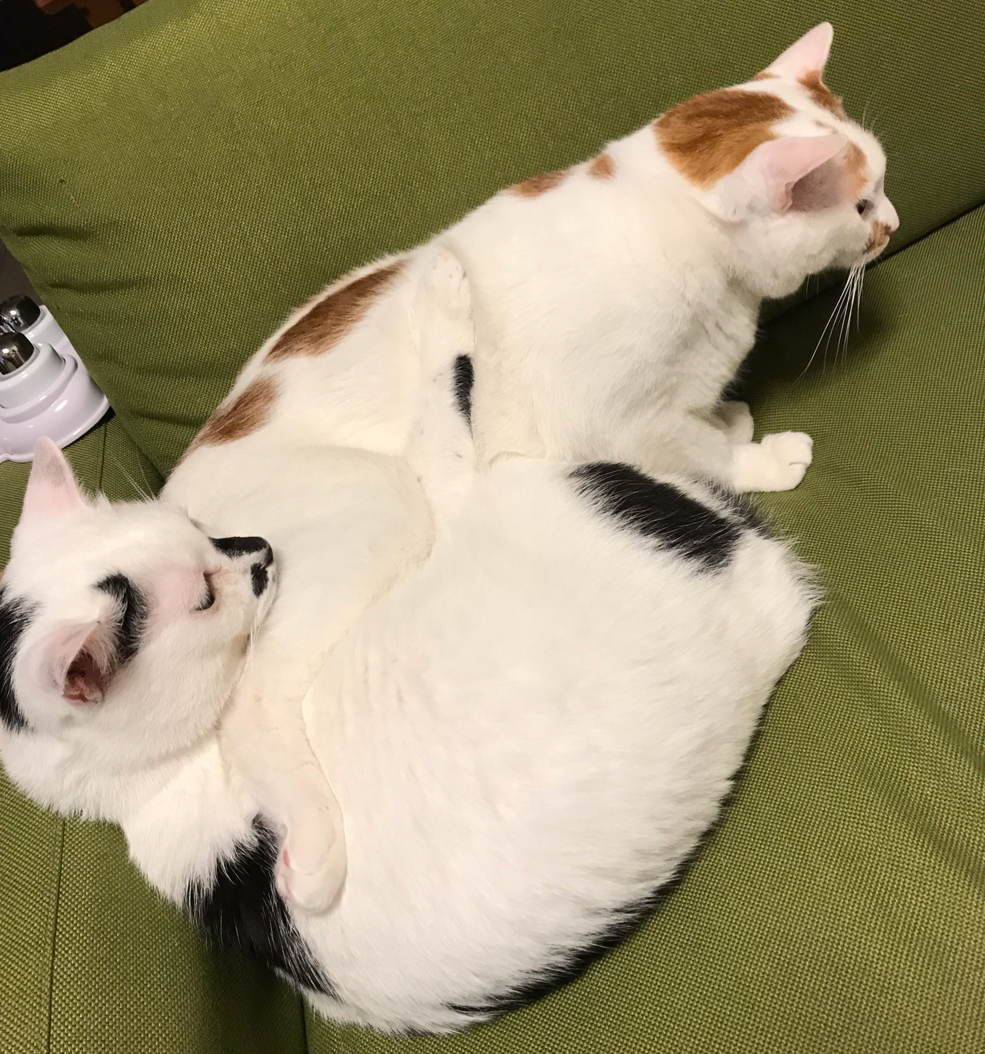 古作♪犬♪焼き物に着彩♪勾玉の柄♪ずっしり重みがあります♪ヤケ汚れ若干 抜き足 差し足 忍び足 | GANREF