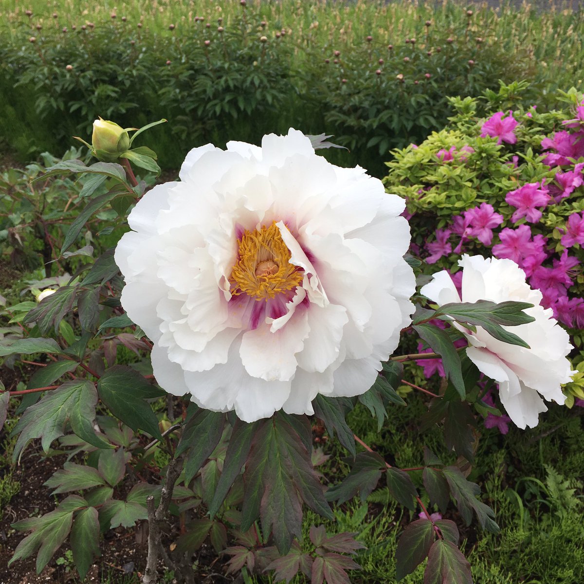 Aiko A Twitter つつじ園に行く前に 前回のリベンジで須賀川牡丹 園にも寄りました 前回は ほとんど蕾の状態でしたが 今日は晩咲き 既に散ってしまっている品種もありました 牡丹も色や花びらの形 大きさなど様々な品種があって驚きました 花一輪が大きいので