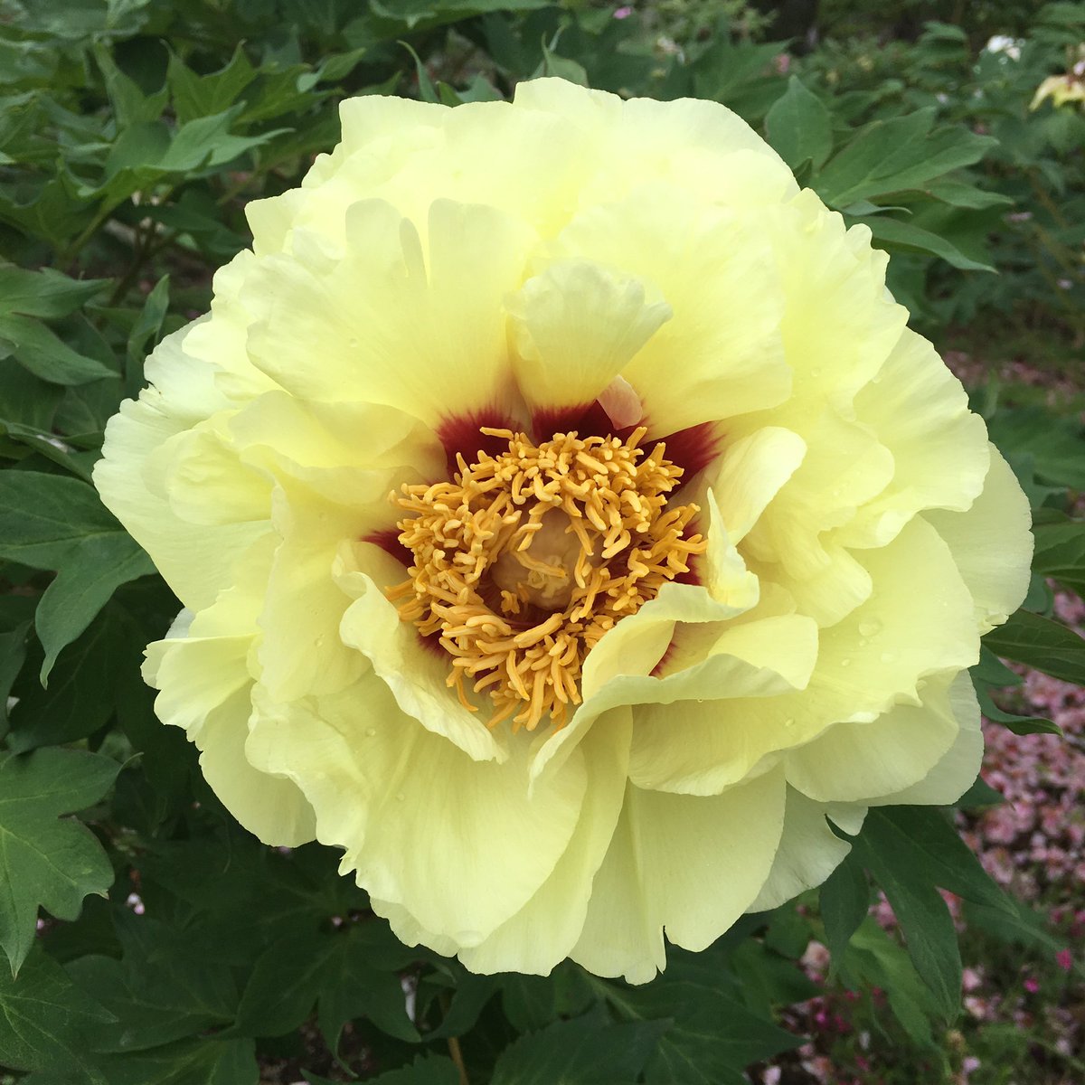 Aiko A Twitter つつじ園に行く前に 前回のリベンジで須賀川牡丹 園にも寄りました 前回は ほとんど蕾の状態でしたが 今日は晩咲き 既に散ってしまっている品種もありました 牡丹も色や花びらの形 大きさなど様々な品種があって驚きました 花一輪が大きいので