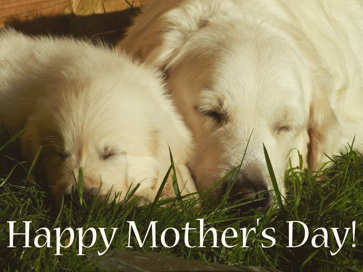 CreativeDogTraining (@cdtonline) on Twitter photo 