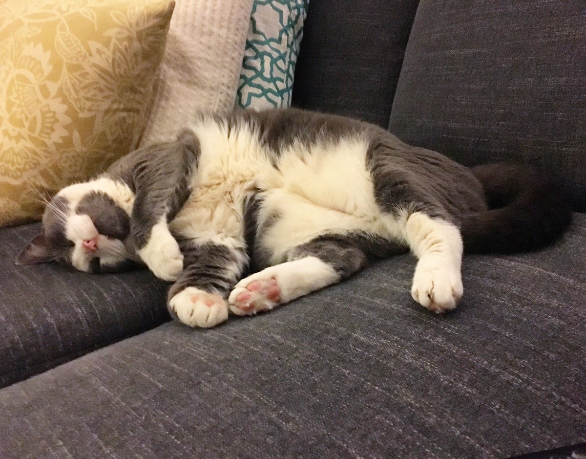 Attempting to lure grandma in for more #MothersDay cuddles. Happy Mother's Day to all our fur moms out there!!! <a href="/hugo4de/">Hugo Coolpaws</a> @MiloCarrotCat