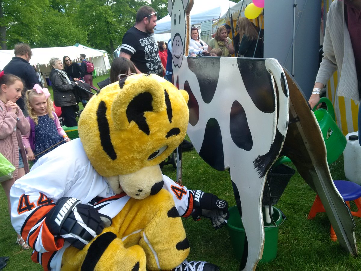ROARY MILKING A COW! Something you don't see every day - at @shropshirekidsfestival in Shrewsbury:-)
