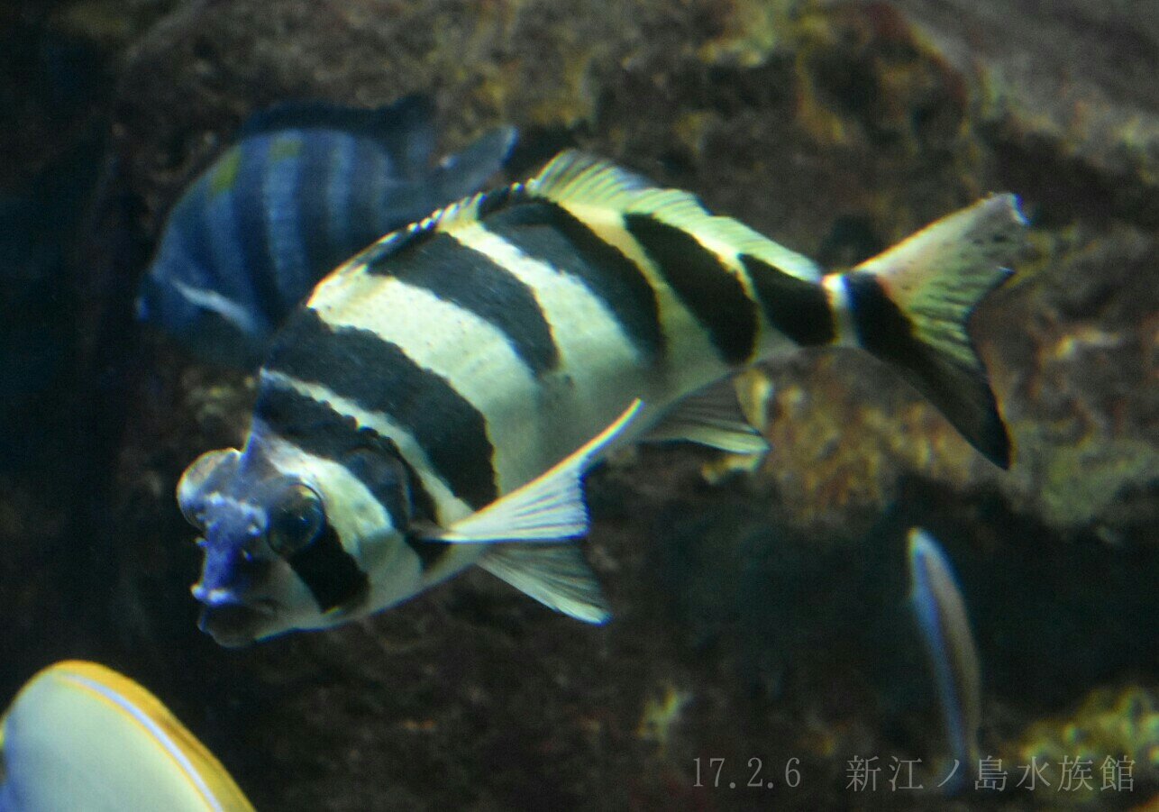 تويتر 日本の海水魚bot على تويتر ユウダチタカノハ タカノハダイ科 レア度 自 水 日本に３種いるタカノハダイ 科の中では最も個体数が少ない タカノハダイとは尾ビレの模様 ミギマキとは唇の色や眼周辺の線の様子で判別が可能 味の評価は低い T