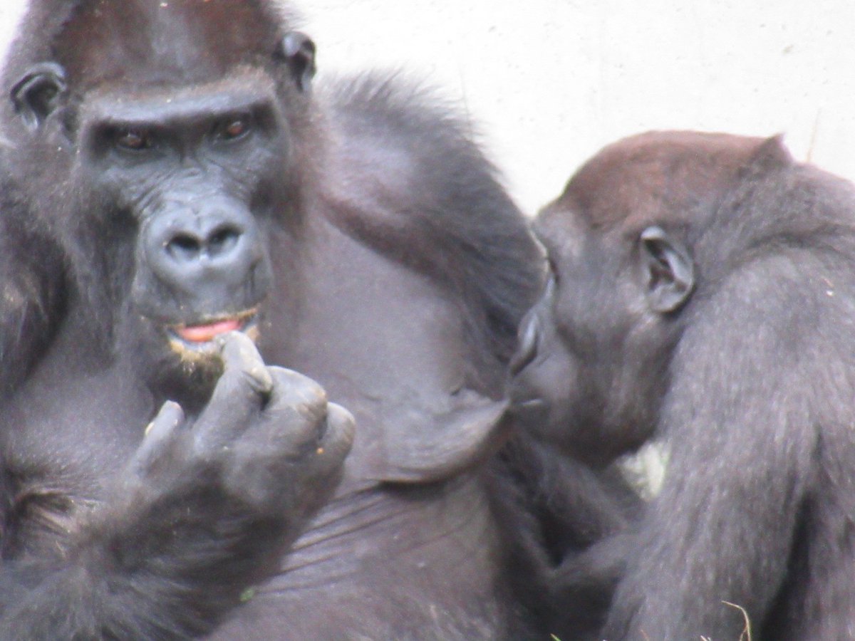 ふぁー على تويتر オッパイ吸ってる甘えん坊なキヨマサくん 東山動物園 母の日 シャバーニ一家 ネネ キヨマサ ニシローランドゴリラ ニシゴリラ ふぁー على تويتر オッパイ吸ってる甘えん坊なキヨマサくん 東山動物園 母の日 シャバーニ一家 ネネ キヨマサ ニシローランドゴリラ ニシゴリラ
