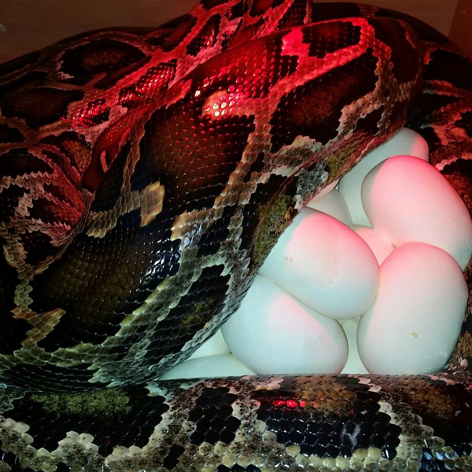 Last year produce my 1st royal python eggs this year my 1st Burmese python eggs it's a good day <a href="/SnakeBytesTV/">Brian Barczyk 🐍</a>