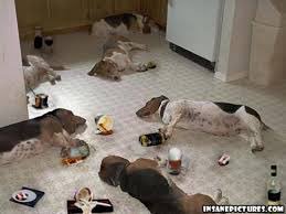 poliactivo's tweet photo. hasta los perros terminaron raja en la #PeinetaParty de don @Peineta_DT viejo...!! https://t.co/1CY9CeshUg