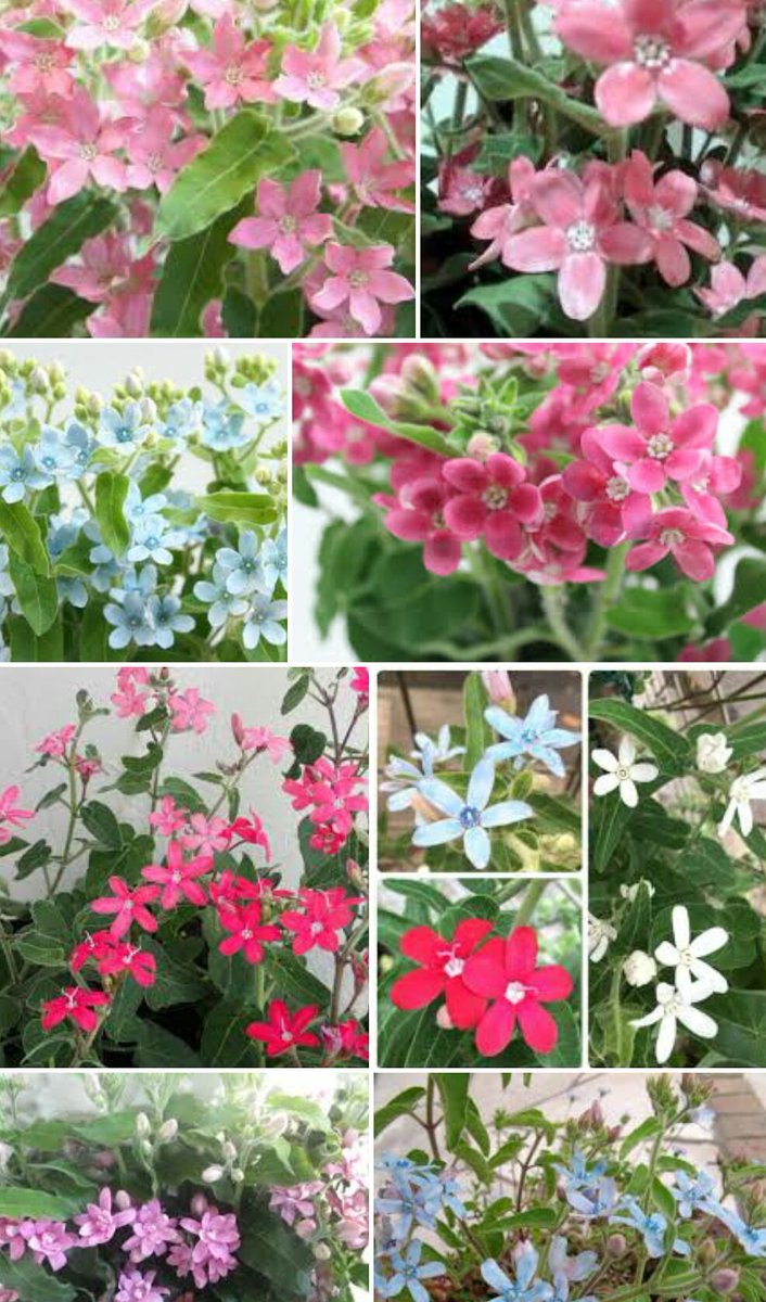 みどりや店長 仙台花屋 吉能さん お誕生日おめでとう W オキシペタラム ブルースター 花言葉は 幸福な愛 信じあう心 身を切る想い 星の誠etc 身を切る想いを感じながらいつもこの地より応援しています 大好きです 青山吉能生誕祭