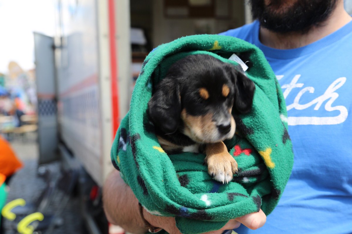 AudioFonic's tweet photo. Drop down to #petsinthecity in Smithfield today for your pet fix 🐶😻 https://t.co/6z3bFktH32