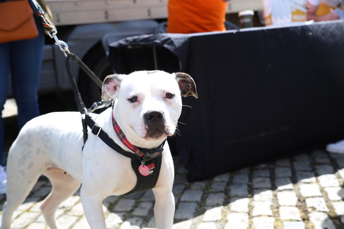 AudioFonic's tweet photo. Drop down to #petsinthecity in Smithfield today for your pet fix 🐶😻 https://t.co/6z3bFktH32