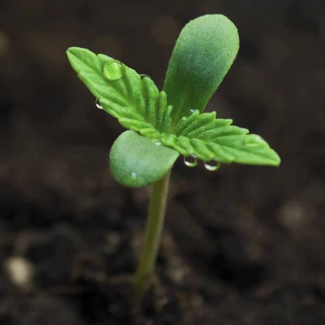 Green A Care tweet media