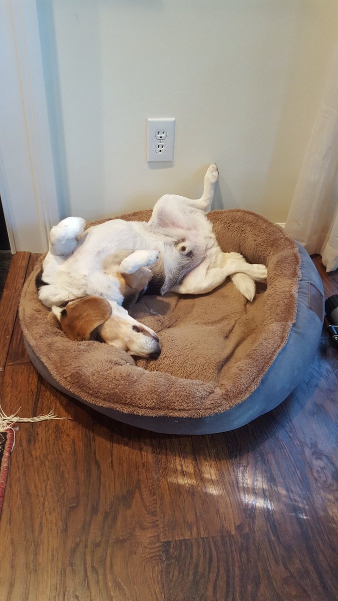 Chillin' like a villain #dogslife