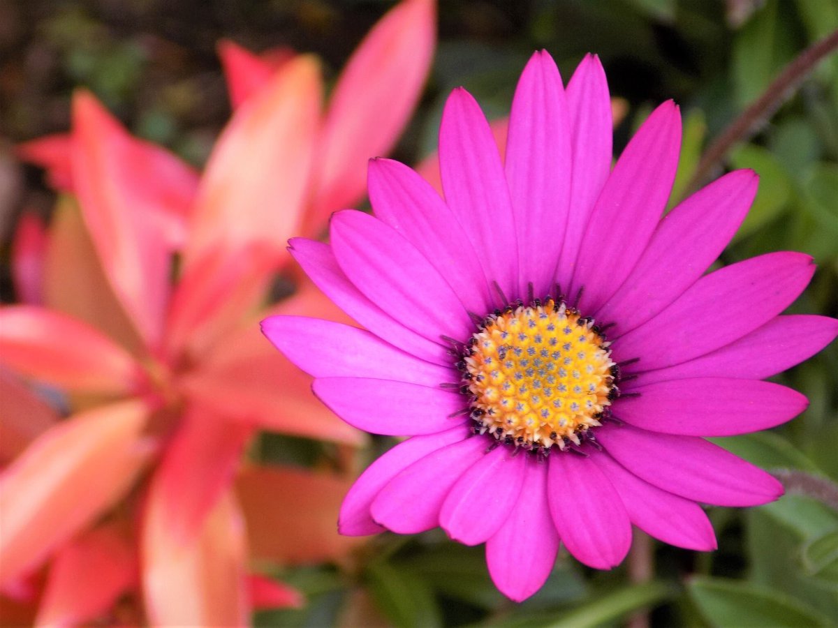 Freybie's tweet photo. Photographing pretty flowers 🌸❤️ https://t.co/S5iHgX5jXC