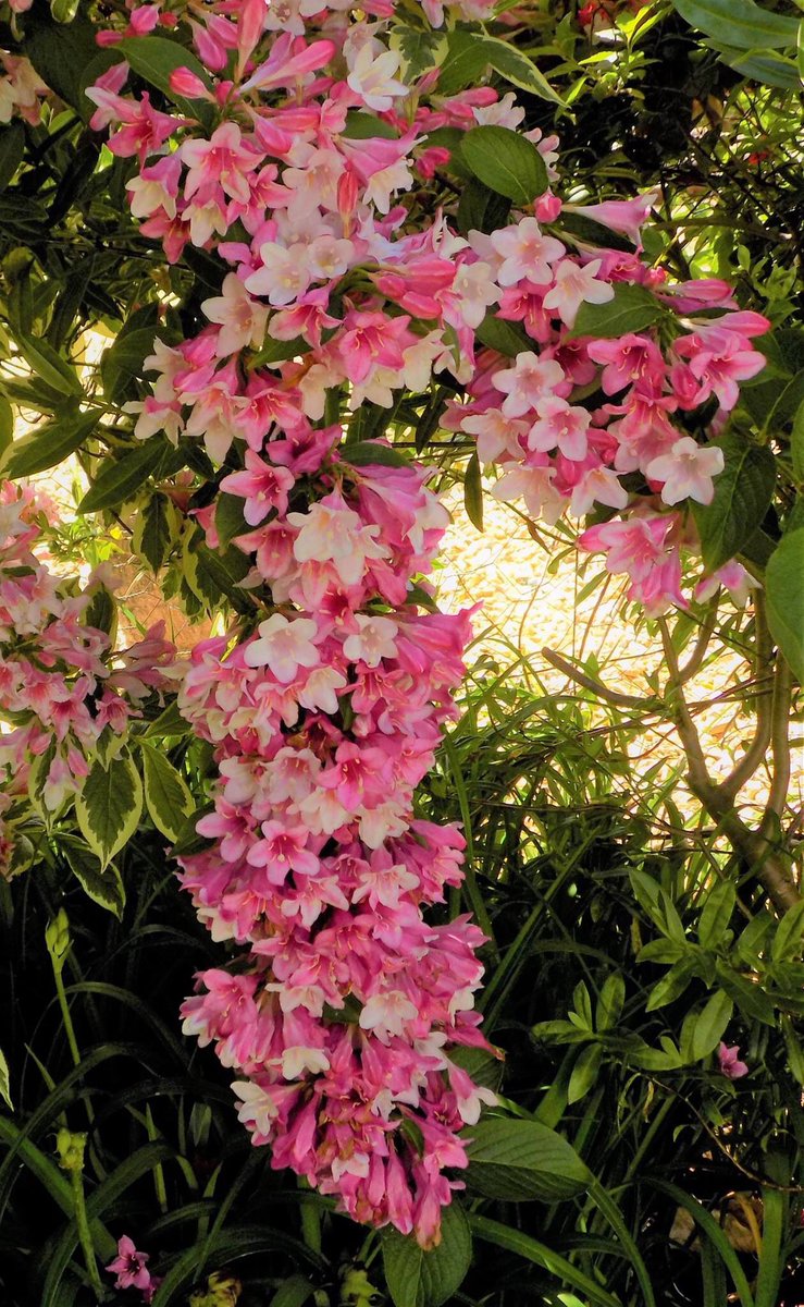 Freybie's tweet photo. Photographing pretty flowers 🌸❤️ https://t.co/S5iHgX5jXC