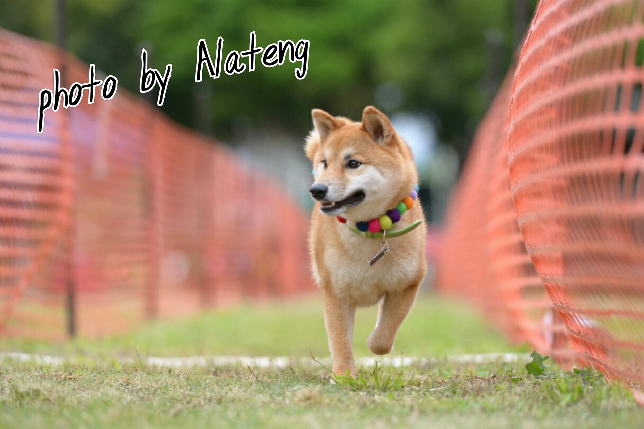 ドッグイベントクラブ 日本犬祭 Dtr 公式記録会 本日 こもれびの森イバライド にて 日本犬 祭 ドッグタイムレース 公式記録会を開催しました 日本犬最速犬は誰だ ということで 甲斐犬 さんが見事5 85秒で最速犬に決まりました みなさんご