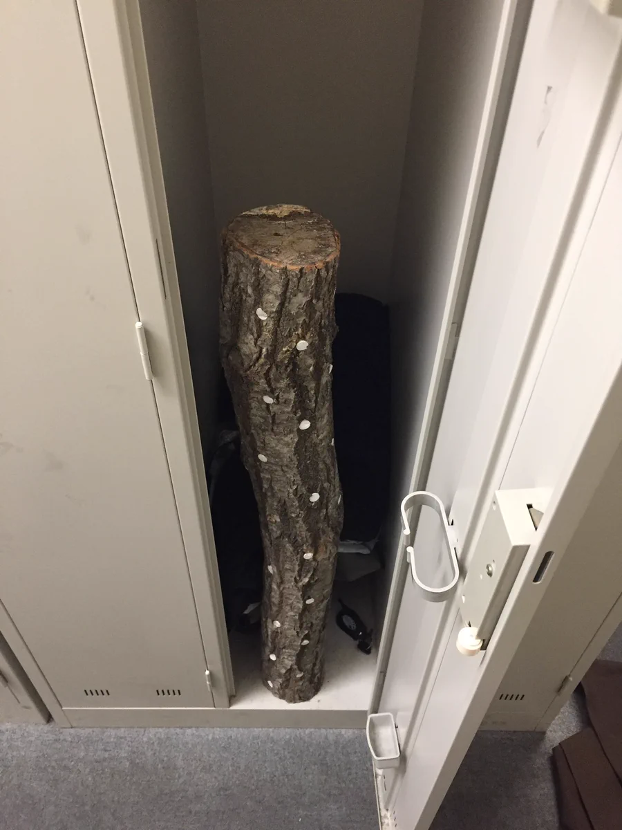 その段階からかよwwロッカーあけたらしいたけの原木が入ってたww