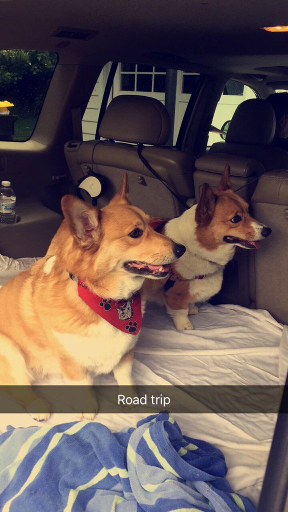 CorgiSibs's tweet photo. Road trip baby! https://t.co/abzGqaYgVP