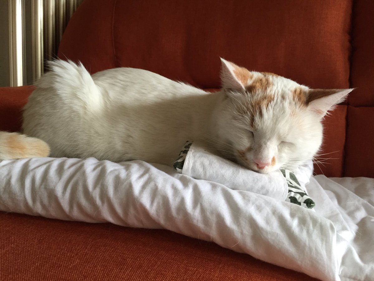 猫が一昨日の夜に帰ってきました。

少し痩せていましたが、ケガもなく安心しました。
帰ってきてからはずっと寝ています…

もう会えないのかなと思っていたので、本当に良かったです。
ご協力してくださった皆さん、本当にありがとうございました!!