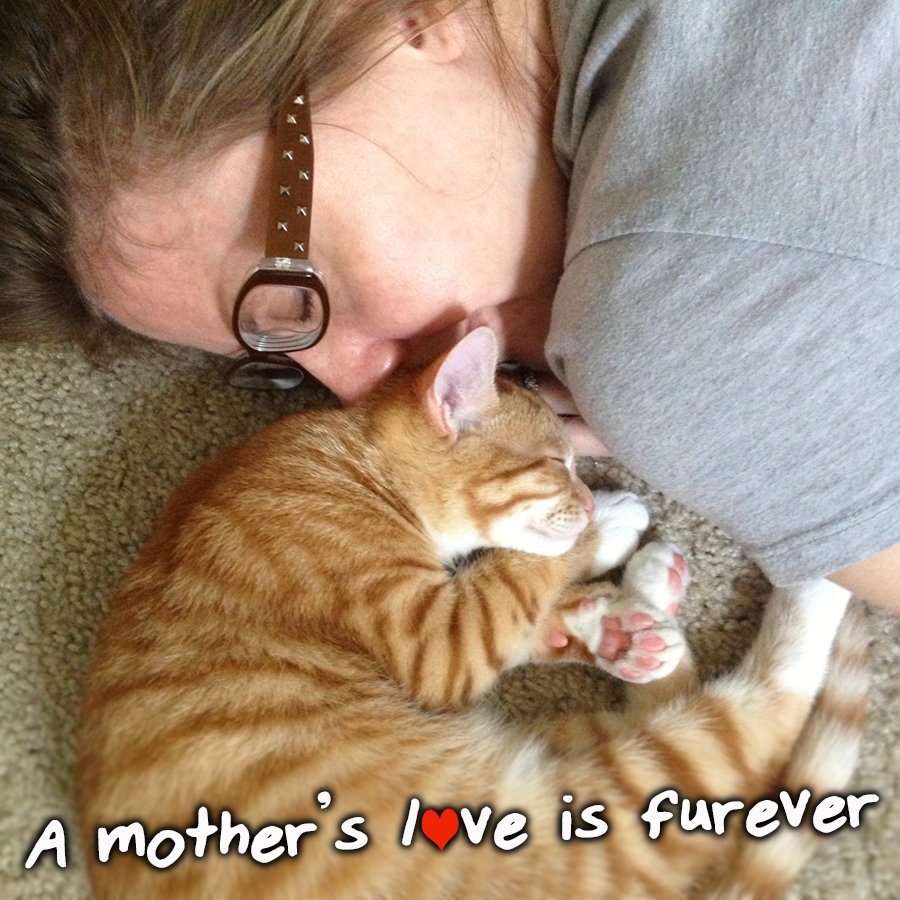 ColeTheBlackCat's tweet photo. Happy Mother's Day to all the Moms out there whose children have four legs and fur!! <3
 #MothersDay #CatMoms https://t.co/5c2A34Xwx3