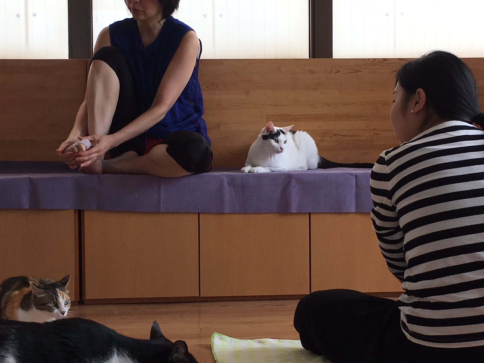 Uzivatel ネコヨガ Photo By Namie Na Twitteru 昨日のネコヨガ 1 そら猫 Soraneko Jp 鹿児島まで行ってきました 笑 座位のポーズ 横になって行うポーズがメインで 1人1人のポーズを直してくれたり 顔ヨガも取り入れていたりと ヨガスタジオ並みな