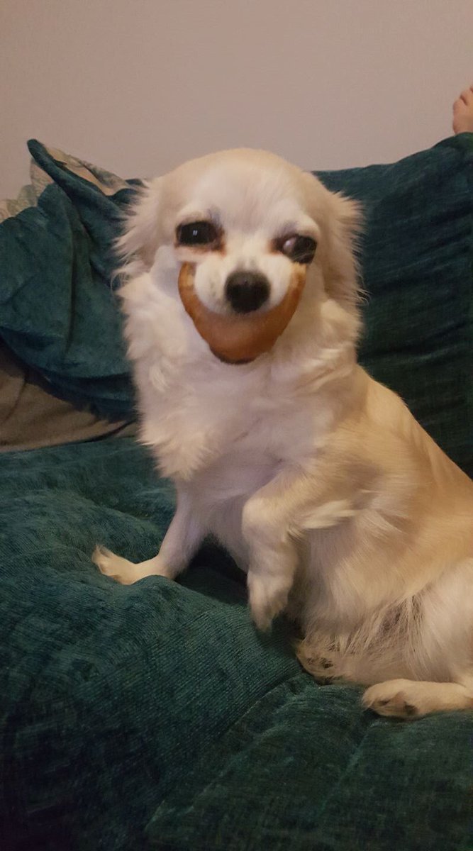 yojihito's tweet photo. my dog snatched a chicken ball from my dad n now im cryin https://t.co/ac3E50kG1w