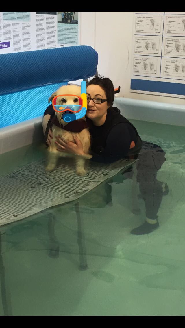 Pawsforasplash's tweet photo. #pawsforasplash #dogs #dogsswimming #dogswimming #poolfun #hydrotherapy https://t.co/vj9VTlL5O5